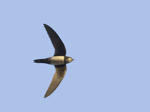 Alppikiitäjä, Alpine Swift, Apus melba
